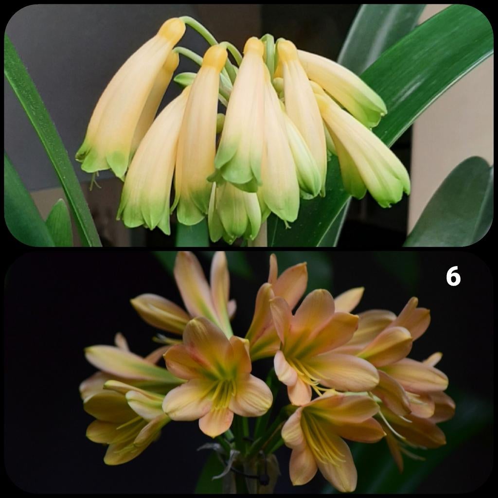 Clivia plantje kruising Gardinii Yellow x Miniata Euro Peach, Bloeiende kamerplant, Ophalen of Verzenden, Volledige schaduw, Minder dan 100 cm