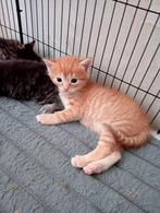 Leuke gezonde kittens nu 6 weken oud te reserveren, Dieren en Toebehoren, Meerdere dieren, Ontwormd, 0 tot 2 jaar