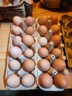 Broed eieren, Dieren en Toebehoren, Geslacht onbekend, Kip