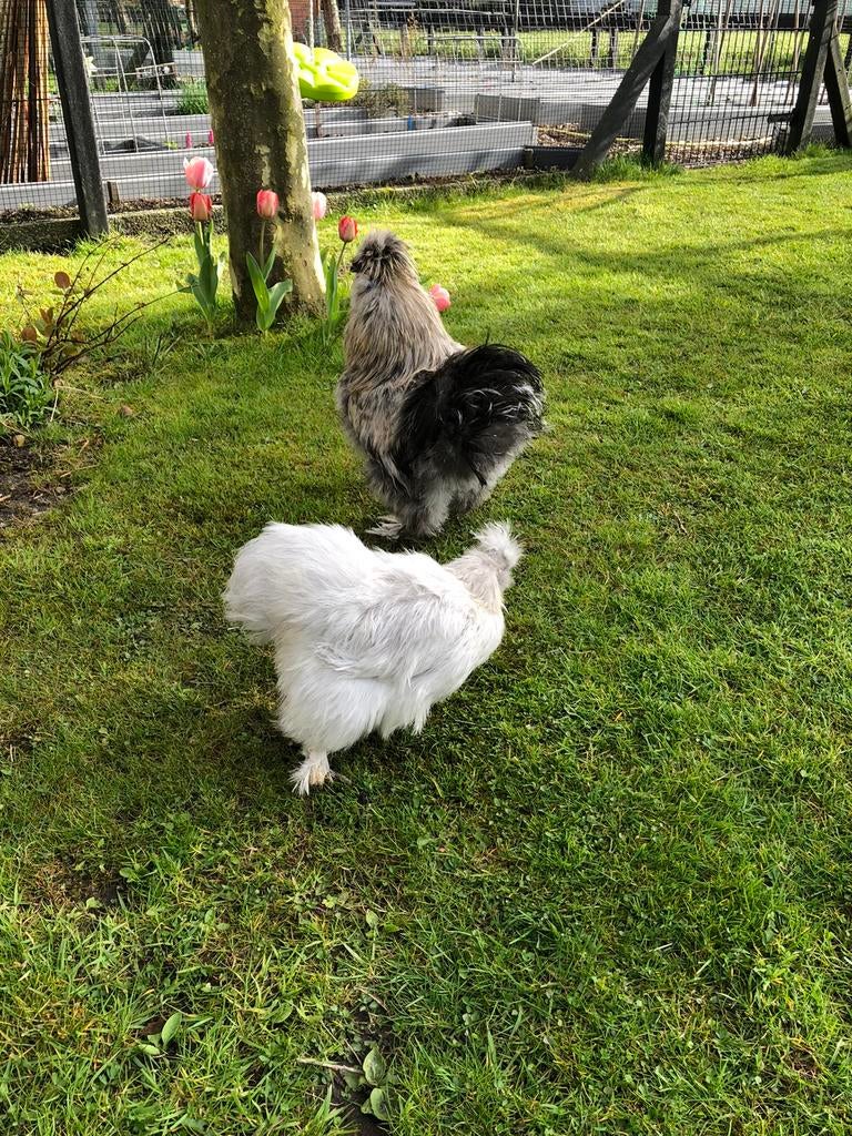 Zijdehoen kriel, Dieren en Toebehoren, Meerdere dieren, Kip