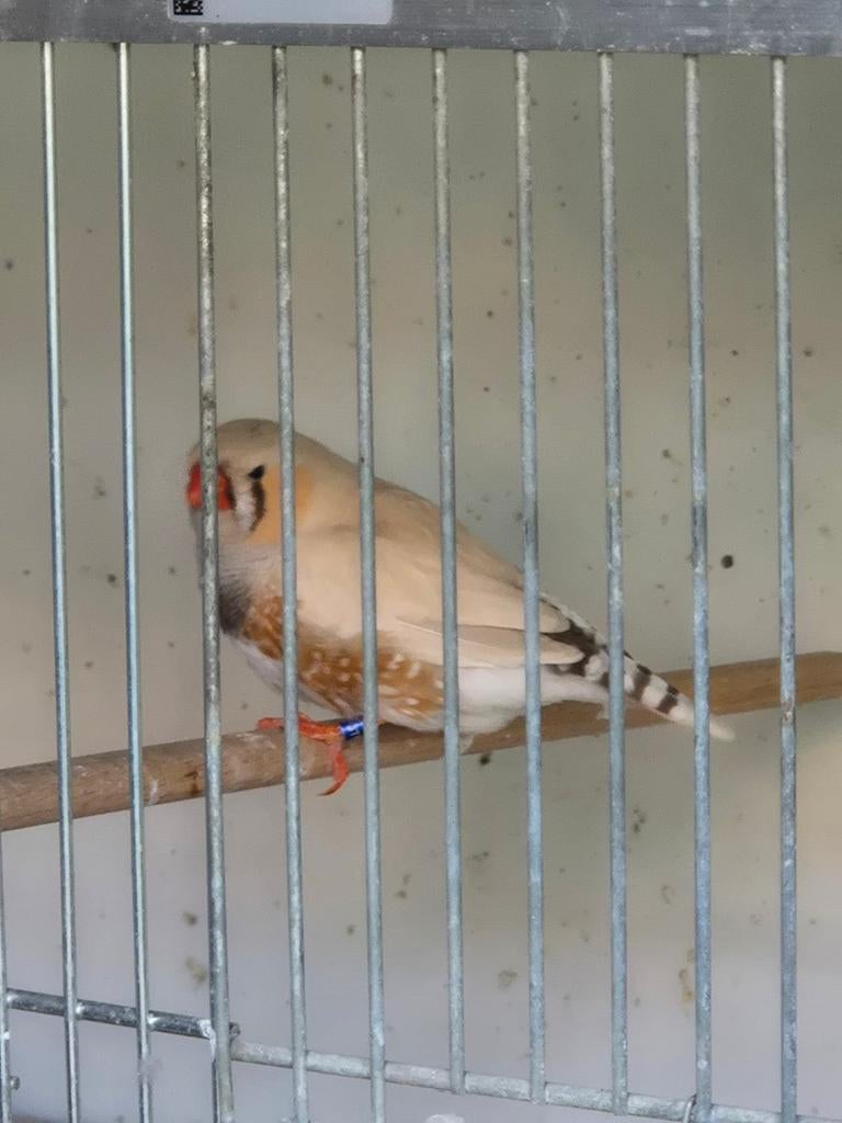 Mooie maskergrijze man, Mannelijk