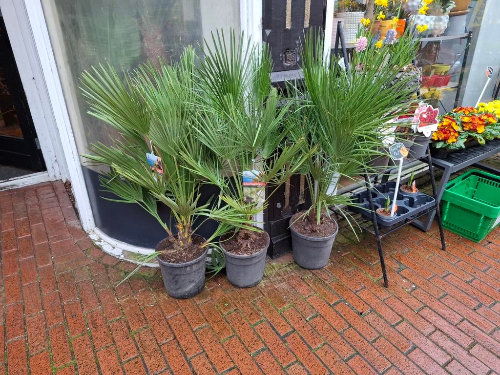 Chamaerops Humilis (Europese dwergpalm), Tuin en Terras, Planten | Tuinplanten, Vaste plant, Overige soorten, Halfschaduw, Bloeit niet