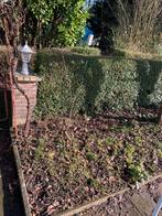 Jonge Appelboom, Minder dan 100 cm, Lente, Volle zon, Ophalen of Verzenden