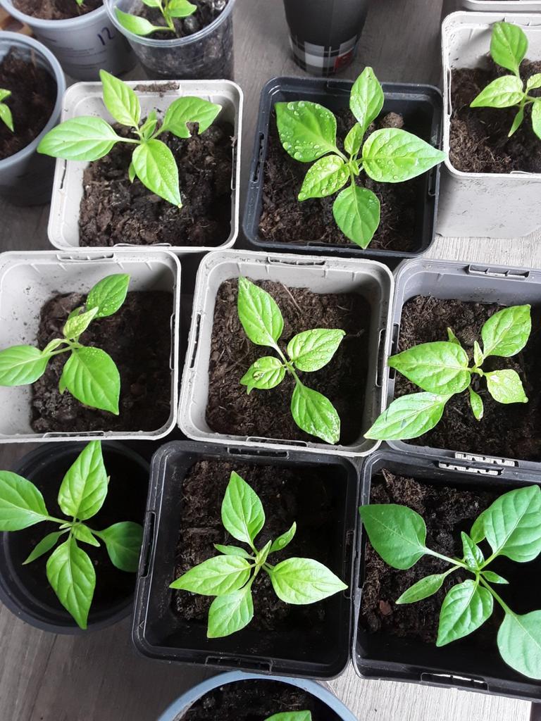 Peper plantjes  madame Jeannette moestuinplantjes, Tuin en Terras, Planten | Tuinplanten, Ophalen, Eenjarig, Groenteplanten, Volle zon