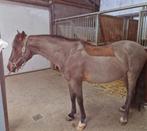 Leuke reatieve grote D pony, Dieren en Toebehoren, Pony's, Gechipt, B, Ruin, 11 jaar of ouder