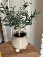 Olijfboompje incl mooie pot, Ophalen of Verzenden, Zo goed als nieuw