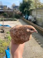 Japanse kwartel haantjes, Mannelijk, Overige soorten