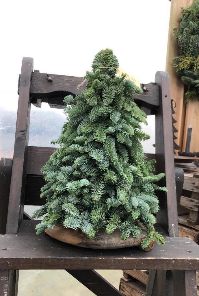 Echte nobilis boompjes, Diversen, Kerst, Ophalen