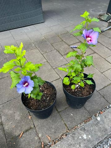 Diverse plantjes 10 stuks uitzoeken & 2 GRATIS 😍 beschikbaar voor biedingen
