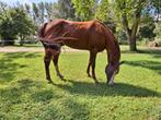 Te koop quarter horse, Dieren en Toebehoren, Paarden, Ruin, Recreatiepaard