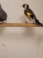 Bloem putter man 2024, Dieren en Toebehoren, Vogels | Overige Vogels, Mannelijk, Wildzangvogel