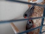 Te koop zebravinken, Dieren en Toebehoren, Meerdere dieren