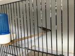 Koppel ceresamadines verwant, Dieren en Toebehoren, Vogels | Overige Vogels, Meerdere dieren, Tropenvogel