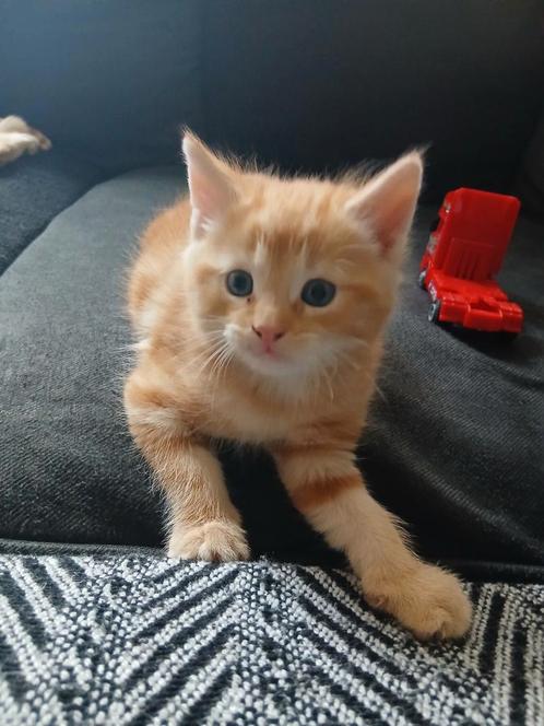Noorse Boskat x Britse korthaar kittens, Dieren en Toebehoren, Katten en Kittens | Overige Katten