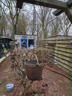 Roodkoperen hang bloempot, Volle zon, Bloeit niet, Minder dan 100 cm, Overige soorten