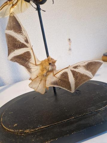 Vleermuis & Neushoornkever onder Stolp - Curiosa beschikbaar voor biedingen