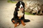 berner sennen pups / wachtlijst vol, Dieren en Toebehoren, CDV (hondenziekte), Meerdere, Meerdere dieren, Nederland