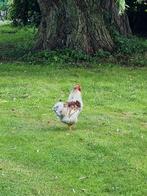 Gratis wyandotte kriel haan, Dieren en Toebehoren, Pluimvee, Mannelijk, Kip