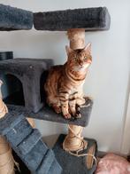 Kater bengaal zoekt gouden mand, Dieren en Toebehoren, Kater, Gechipt
