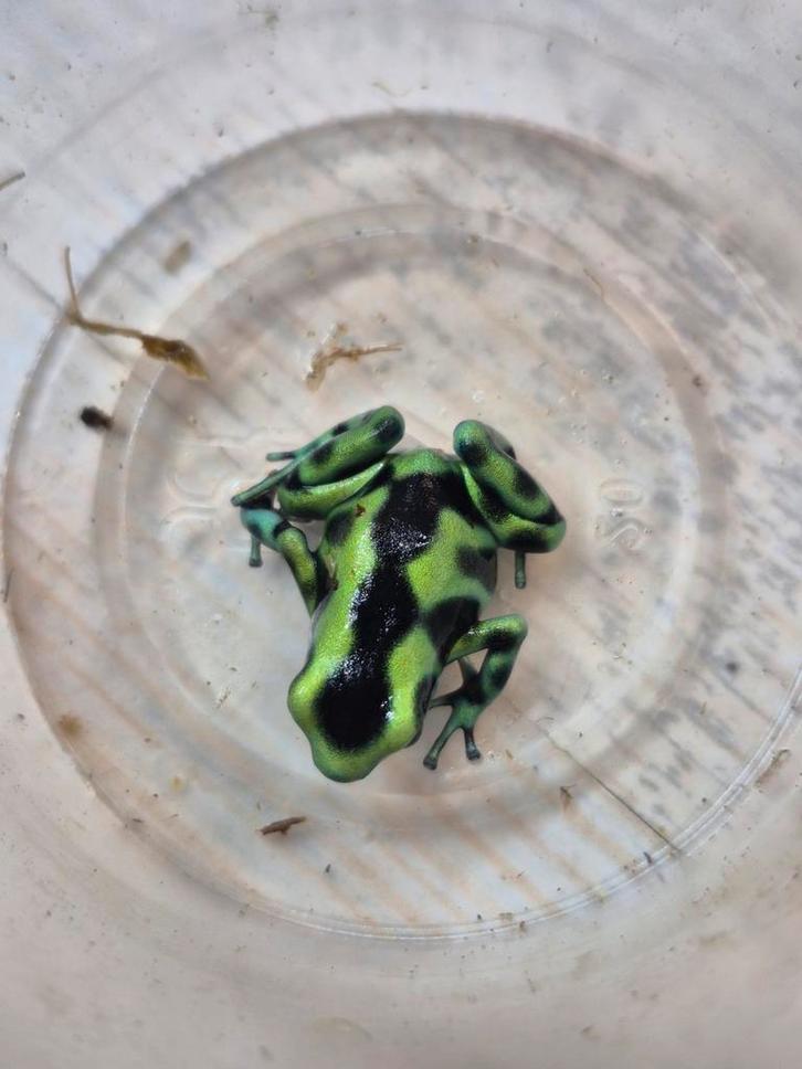 Dendrobates auratus costa rica 0.0.4