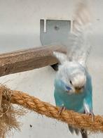 Grasparkieten, Dieren en Toebehoren, Vogels | Parkieten en Papegaaien, Meerdere dieren, Parkiet
