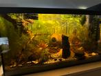 70 cm Osaka aquarium met 3 soorten licht compleet, Ophalen, Zo goed als nieuw, Plant(en), Steen of Hout