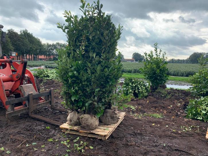 Portugese Laurier en laurier struiken Lusitanica, Tuin en Terras, Planten | Bomen, Overige soorten, 100 tot 250 cm, Halfschaduw