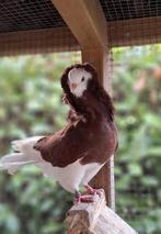 Twee jonge Oud Hollandse Kapucijnen duiven roodgemonnikt, Dieren en Toebehoren, Vogels | Duiven, Geslacht onbekend, Overige soorten