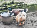 rouaan eenden, Dieren en Toebehoren, Meerdere dieren, Eend