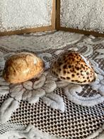 Twee schelpen ( tijger schelp ), Ophalen of Verzenden