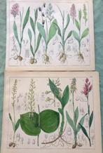 2 hand gekleurde litho;s - Botanische prenten - ca.1900, Antiek en Kunst, Kunst | Etsen en Gravures, Ophalen of Verzenden