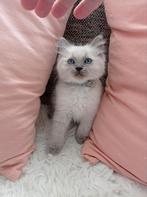 Ragdoll kittens nog 1 meisje beschikbaar, Dieren en Toebehoren, Katten en Kittens | Raskatten | Langhaar, Meerdere dieren, Ontwormd