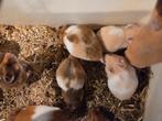 Jonge goudhamsters, Dieren en Toebehoren, Hamster, Meerdere dieren, Tam, September