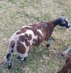 Schaap schapen Lange ram korte wol bonte ooi ram lammeren, Dieren en Toebehoren, Schapen, Geiten en Varkens, Meerdere dieren, Schaap