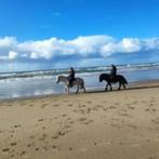 Buitenritten op IJslandse paarden, Dieren en Toebehoren, Ophalen, Gebruikt, Recreatie