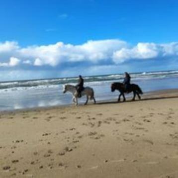Buitenritten op IJslandse paarden beschikbaar voor biedingen