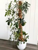 Bijzondere Philodendron PEDATUM op mosstok, Overige soorten, In pot, 150 tot 200 cm, Groene kamerplant