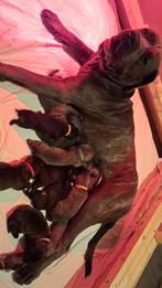Cane corso, Overige rassen, 8 tot 15 weken, Meerdere, Meerdere dieren