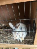 Konijnen, Dieren en Toebehoren, Konijnen, Meerdere dieren