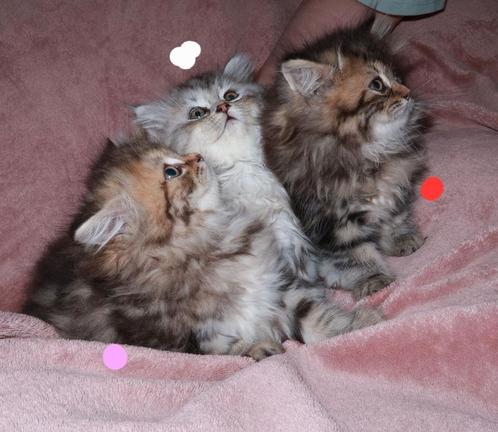 Britse langhaar Siberische boskat, Dieren en Toebehoren, Katten en Kittens | Raskatten | Langhaar, Meerdere dieren, 0 tot 2 jaar