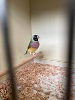 Gouldamadine 3 poppen 1 man., Dieren en Toebehoren, Meerdere dieren, Tropenvogel