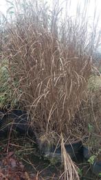 Prachtige grote riet struik. Miscanthus cultivar., Tuin en Terras, Bloeit niet, Overige soorten, 100 tot 250 cm, Ophalen