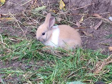 Dwergkonijntje beschikbaar voor biedingen