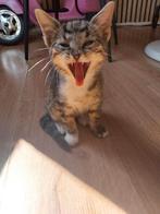6 kittens, Dieren en Toebehoren