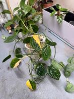 Monstera Karstenianum Peru variegata, Huis en Inrichting, Kamerplanten, Ophalen of Verzenden, Halfschaduw, Minder dan 100 cm