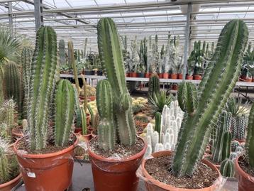 Cactus Polaskia ChiChipe vertakt circa 75-78 hoog. Pot 30 cm