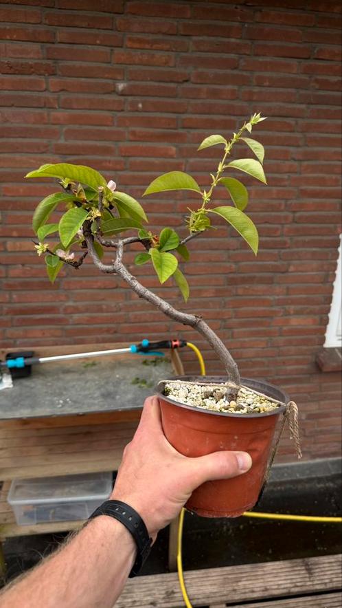 Verschillende Bonsai prijsklasse 50-100 euro, Tuin en Terras, Planten | Bomen, Overige soorten, Minder dan 100 cm, Ophalen of Verzenden
