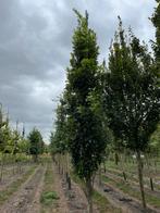 Zuileiken te koop, Ophalen, Volle zon, Overige soorten