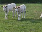 3 Piemontese pinken, Vrouwelijk