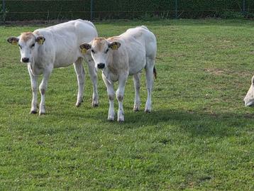 3 Piemontese pinken  beschikbaar voor biedingen